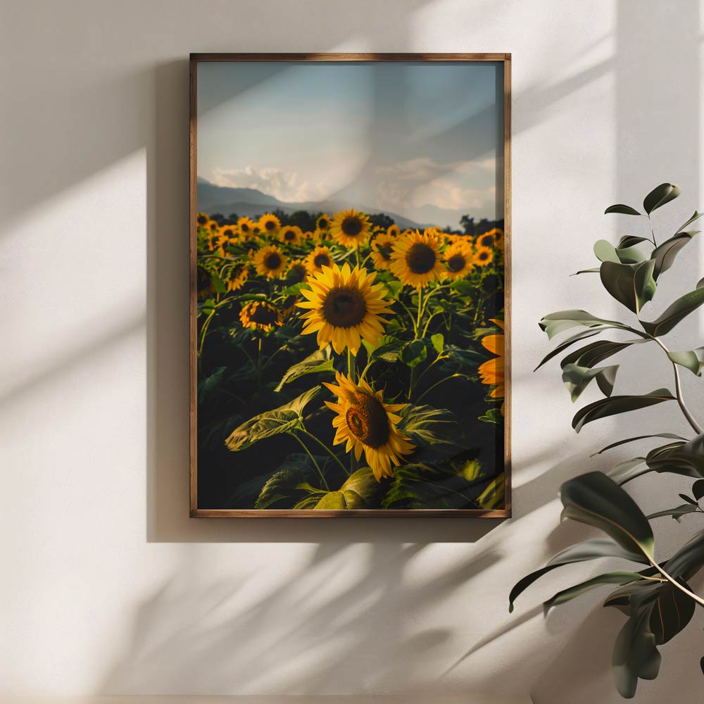 Sunflower Poster