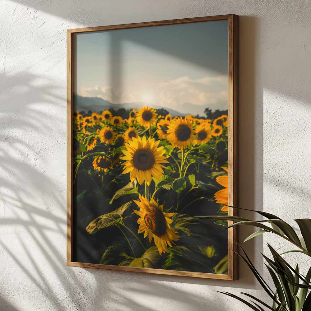 Sunflower Poster